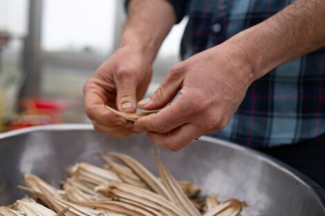 Shelling okra pods | Photo by Adam Atkinson