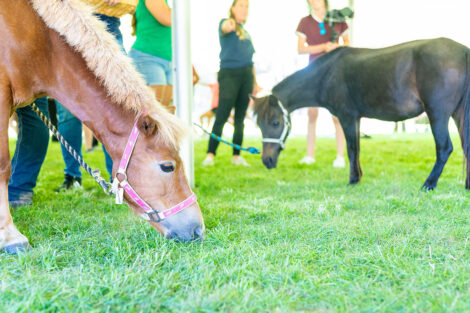 Two mini horses on Lafayette College's Quad.