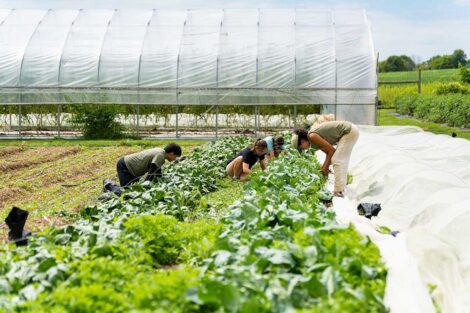 POSP students tending to a vegetable garden on LaFarm