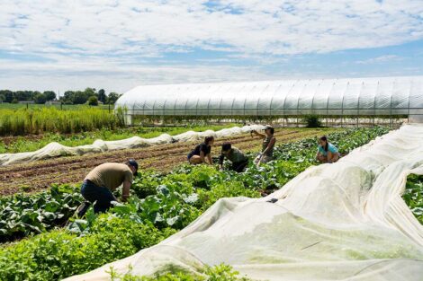 POSP students tending to garden vegetables on LaFarm