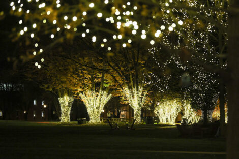 Trees twinkle with winter lights.
