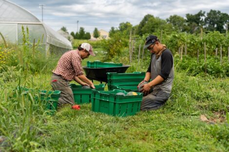 Josh Parr and a Lafayette student work on sorting veggies into bins at LaFarm.
